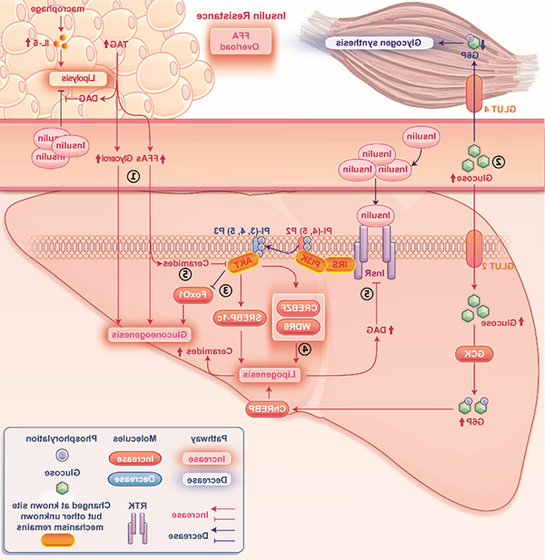 赵家军教授团队在《Cell Metabolism》发表综述文章：解读“肝脏选择性胰岛素抵抗”